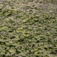 Parsley grows in a converted air-raid shelter in London.